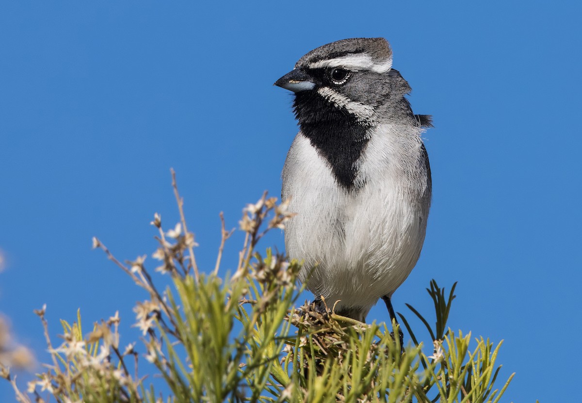 Black-throated Sparrow - ML616839074