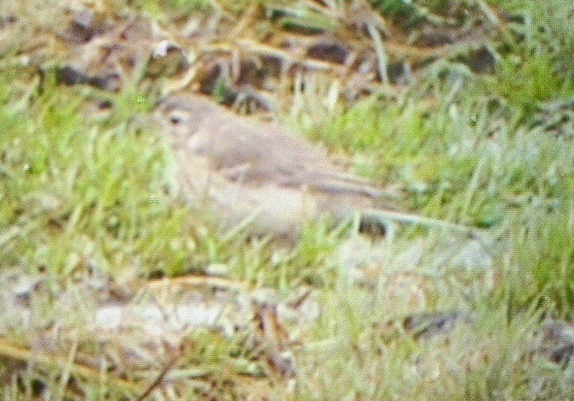 American Pipit - ML616839077