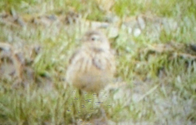 American Pipit - ML616839084