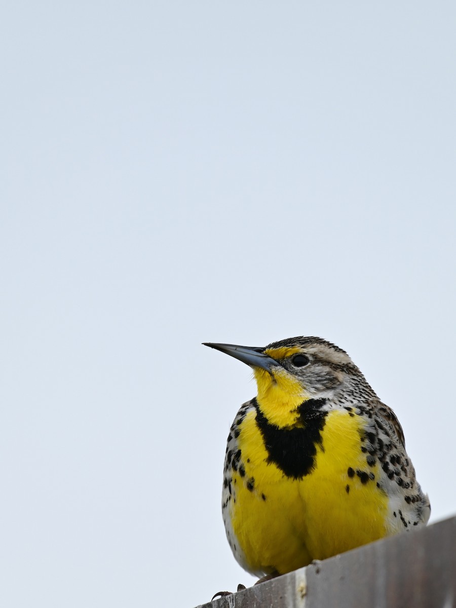 Western Meadowlark - ML616839085