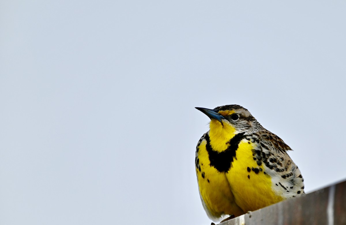 Western Meadowlark - ML616839086