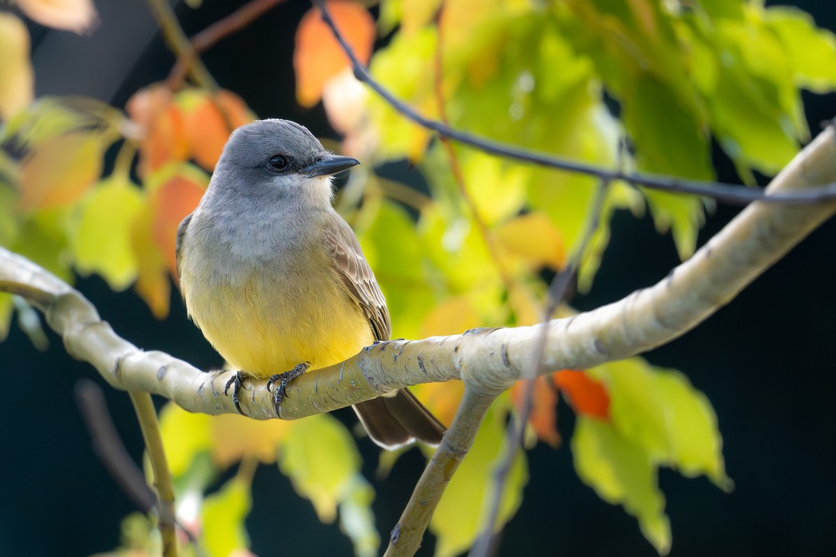 Cassin's Kingbird - ML616839124