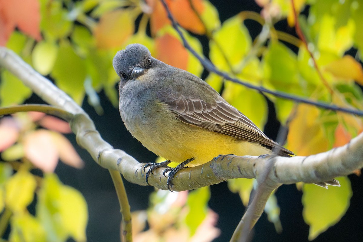 Cassin's Kingbird - ML616839125