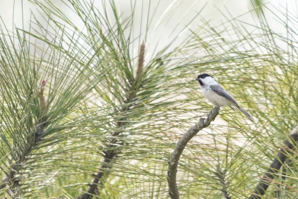 Willow Tit - ML616839127