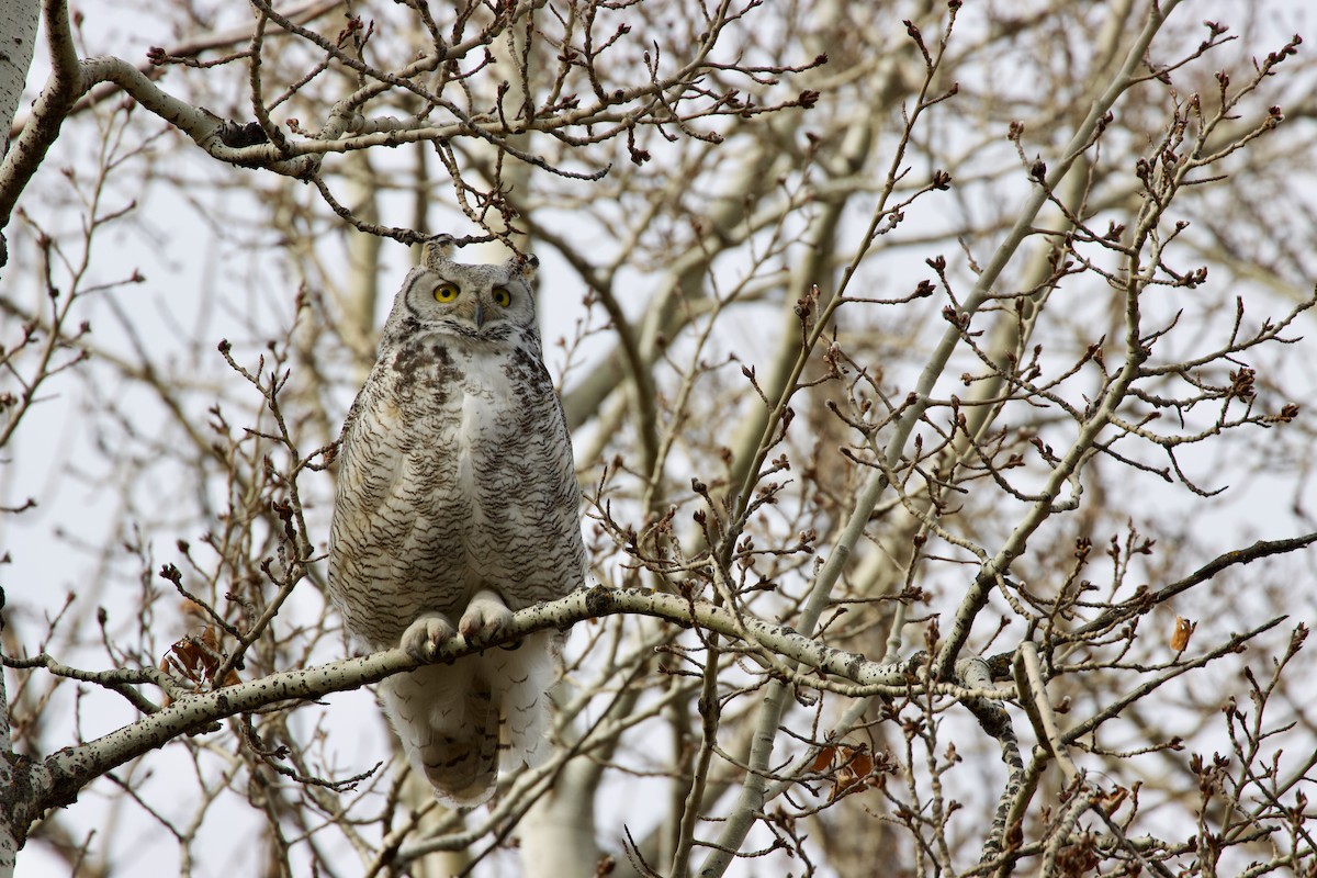 Great Horned Owl - ML616839177