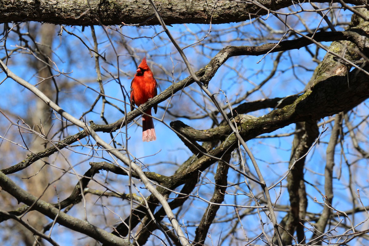 Northern Cardinal - ML616839194