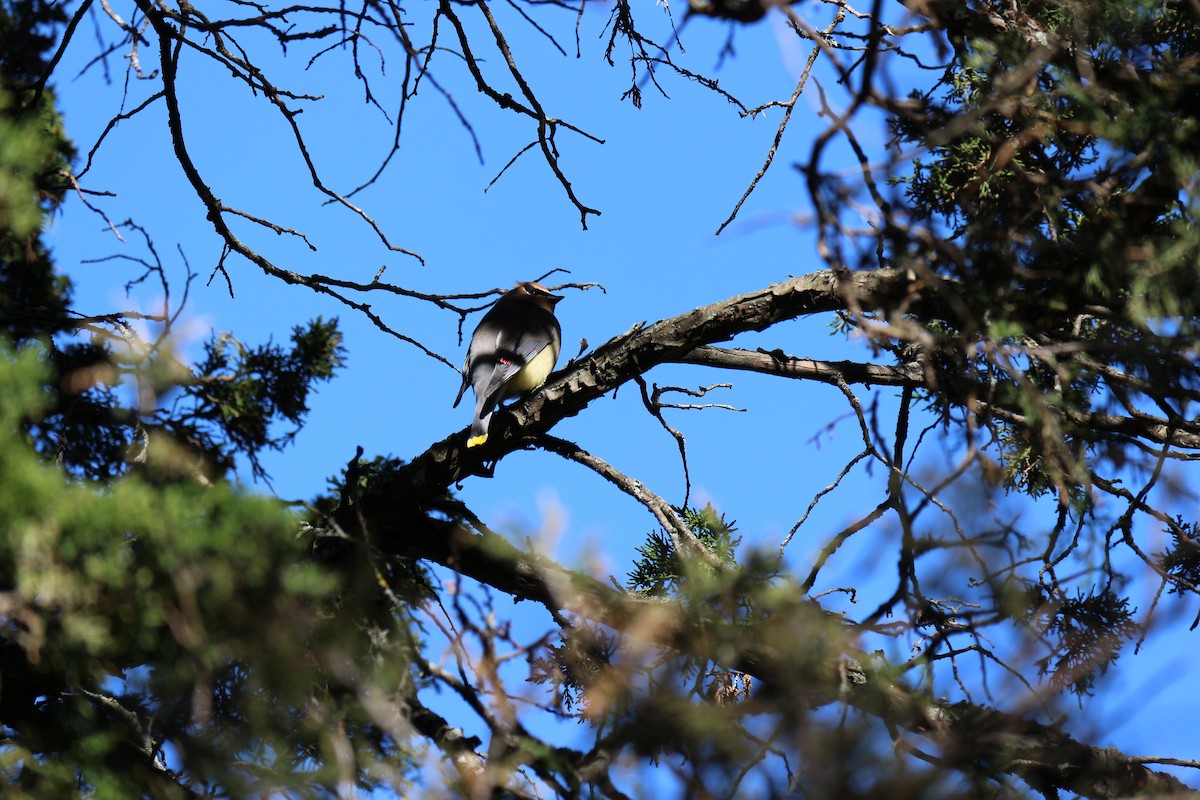 Cedar Waxwing - ML616839222