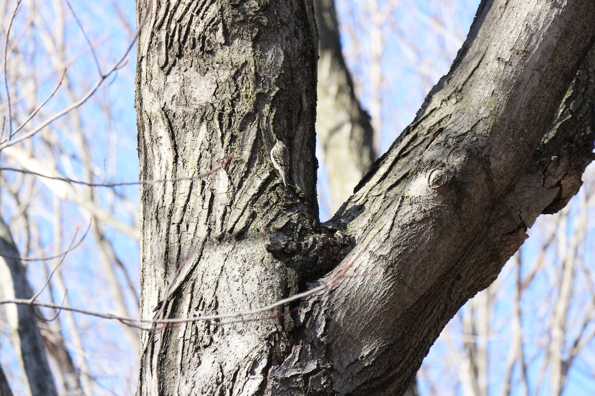 Brown Creeper - ML616839238