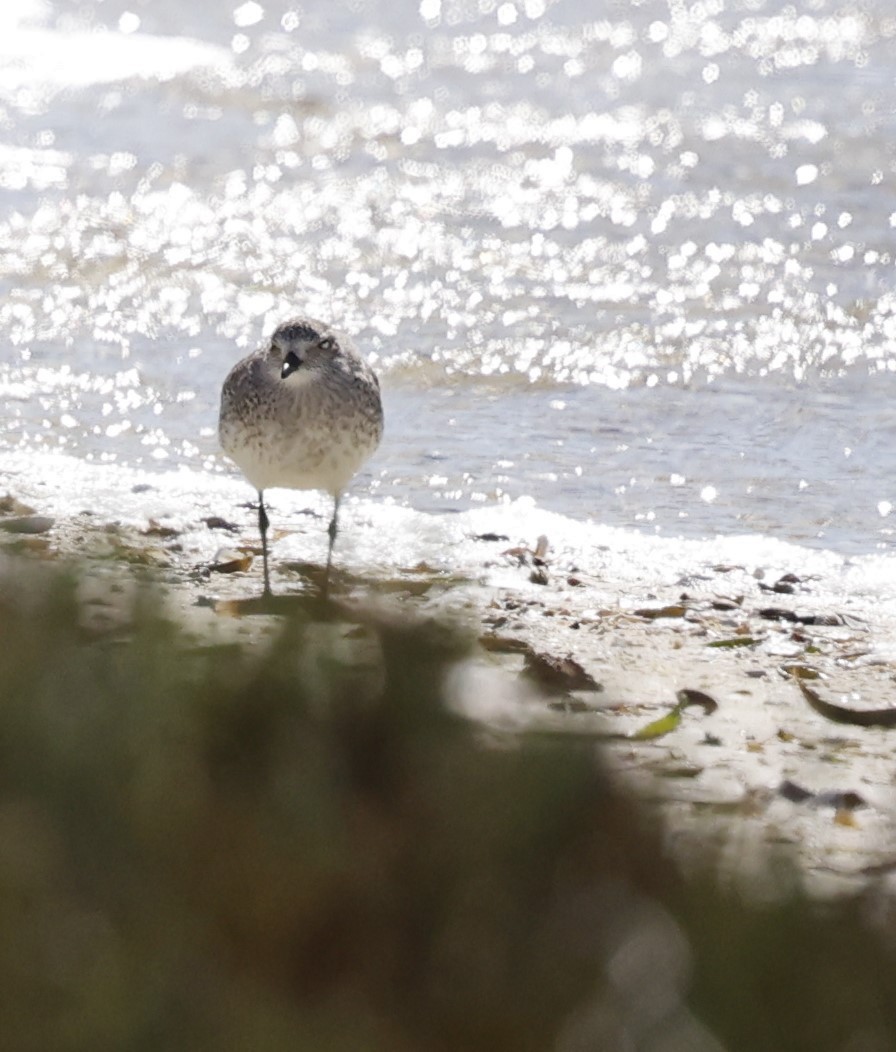 Black-bellied Plover - ML616839260