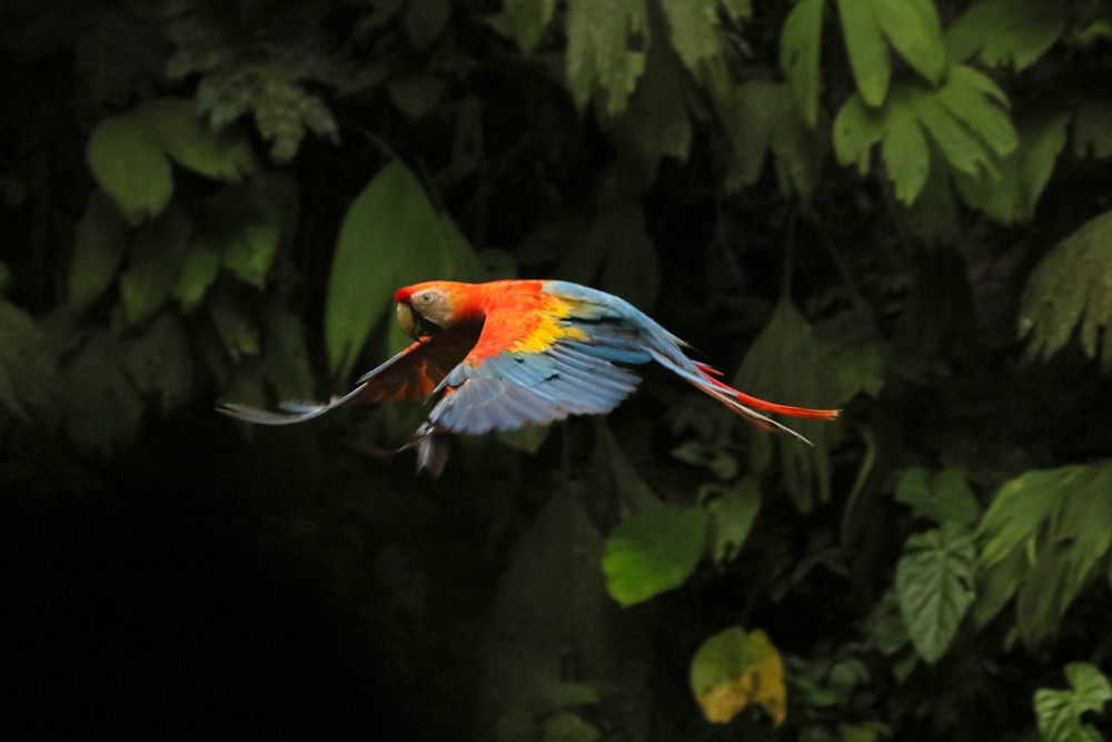 Scarlet Macaw - ML616839280