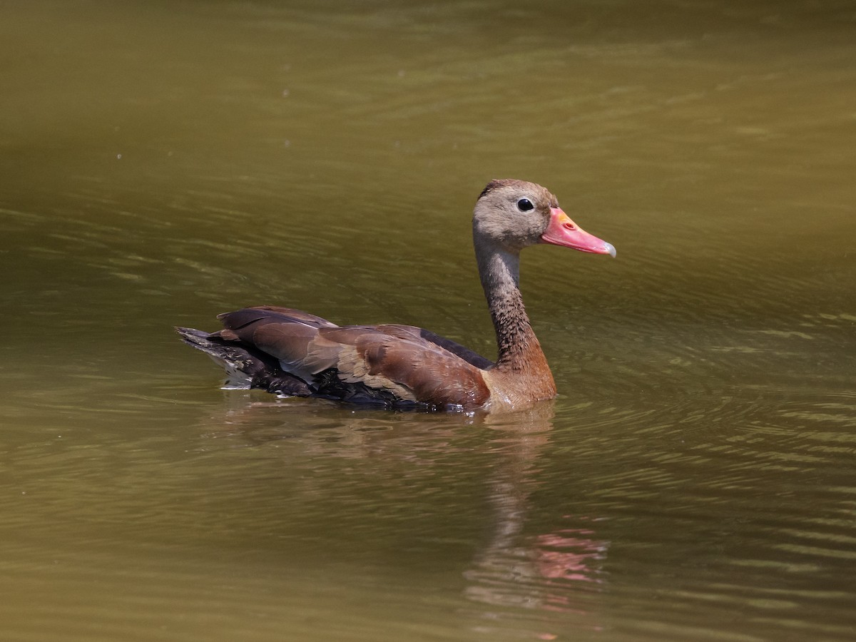 Black-bellied Whistling-Duck - ML616839315