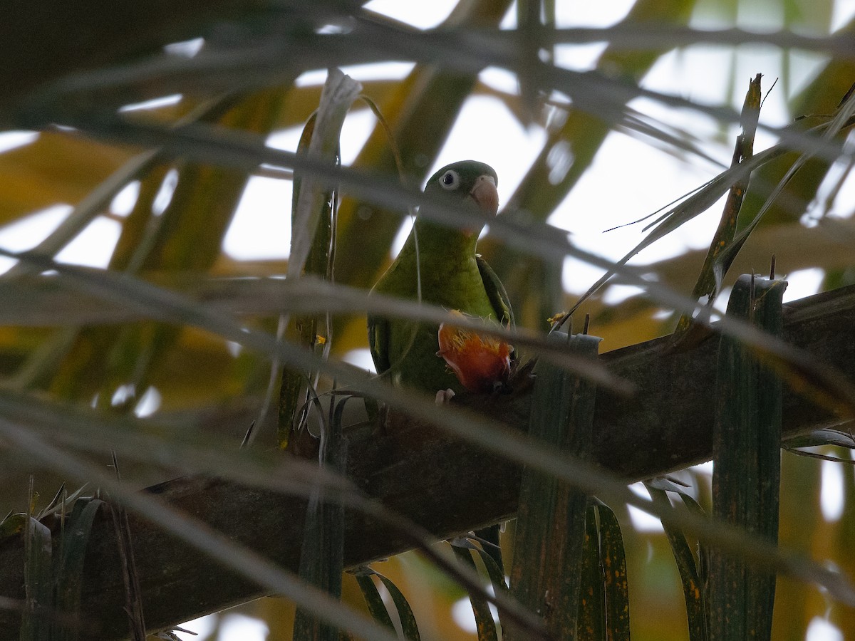 Orange-chinned Parakeet - David and Judy Smith