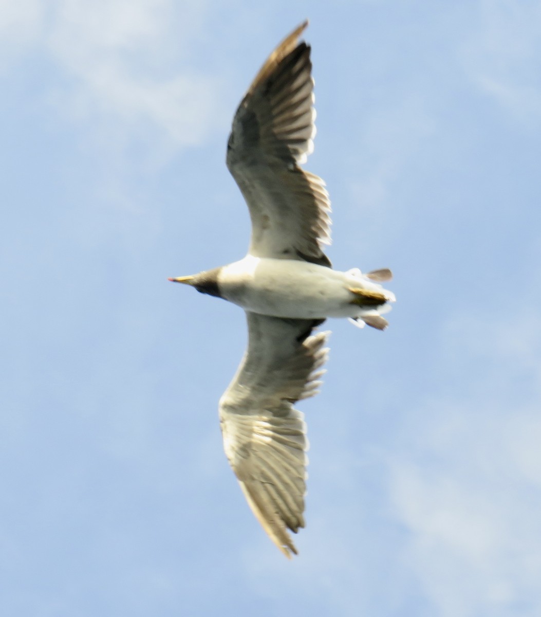 Belcher's Gull - ML616839337