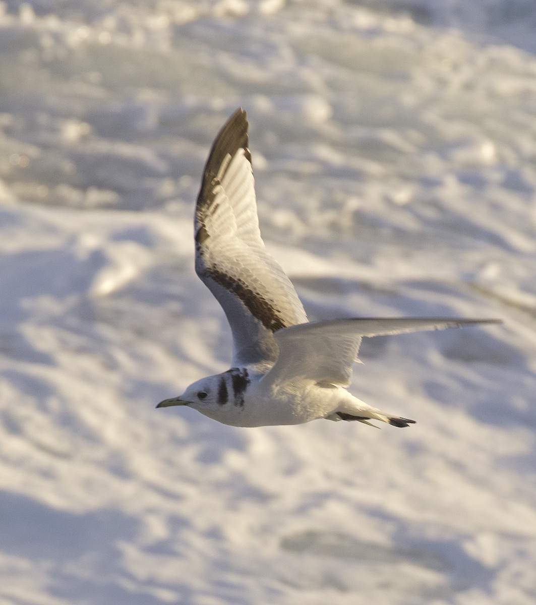 Black-legged Kittiwake - ML616839340