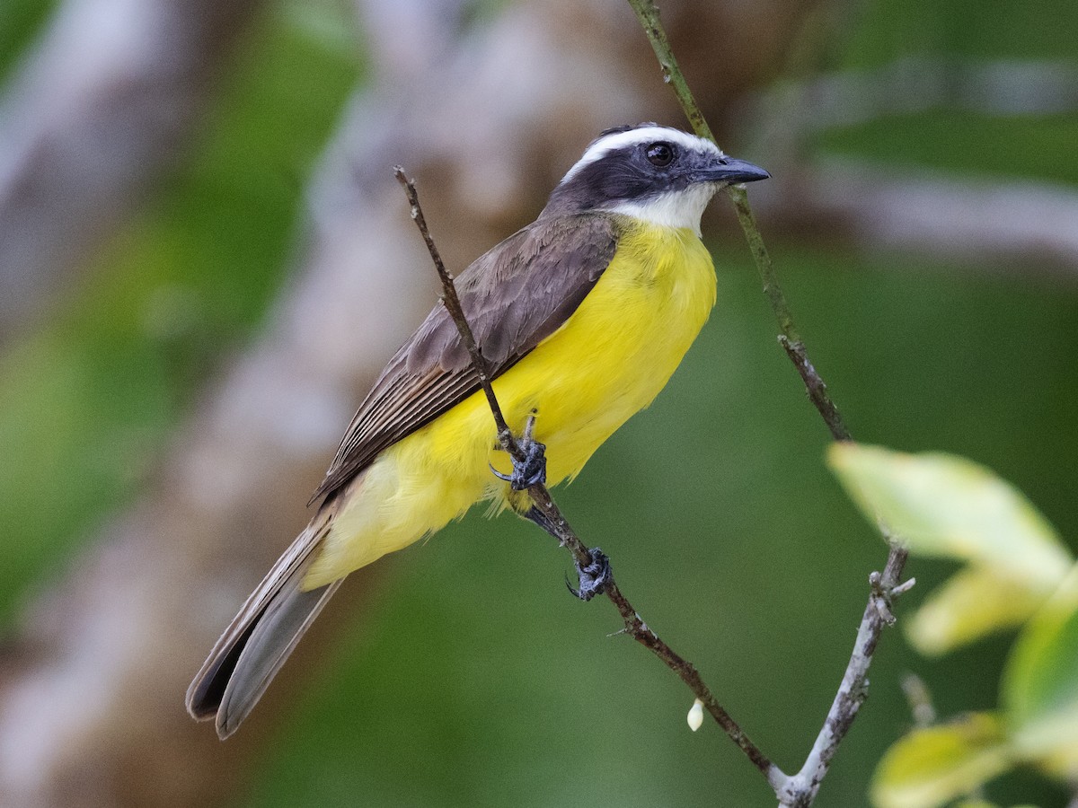 Rusty-margined Flycatcher - David and Judy Smith