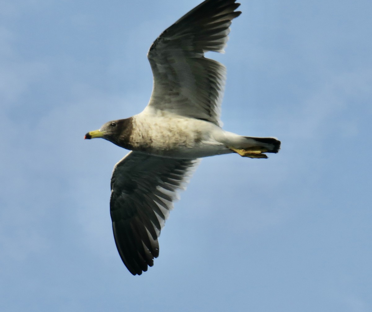 Belcher's Gull - ML616839349