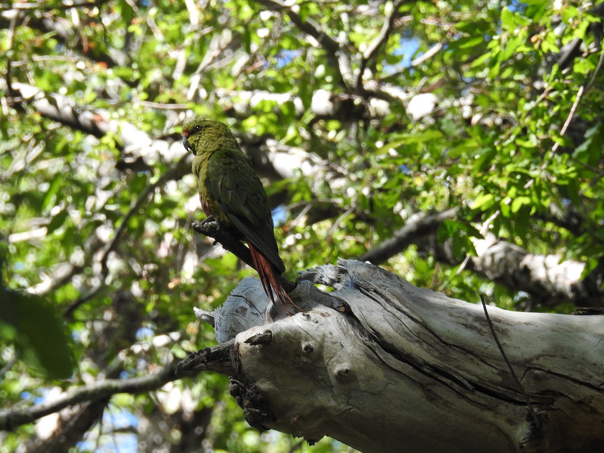 Austral Parakeet - adriana centeno
