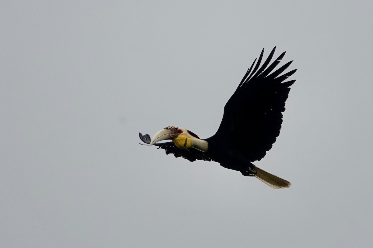 Wreathed Hornbill - ML616839359