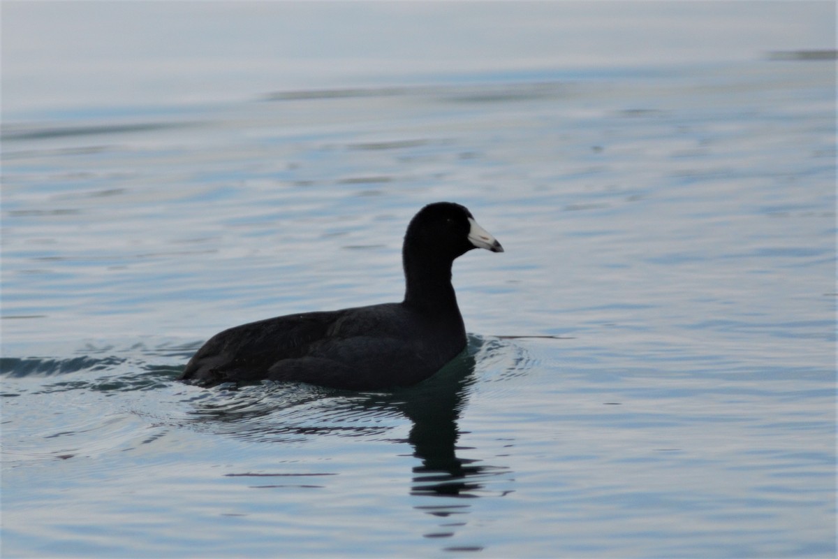 American Coot (Red-shielded) - ML616839365
