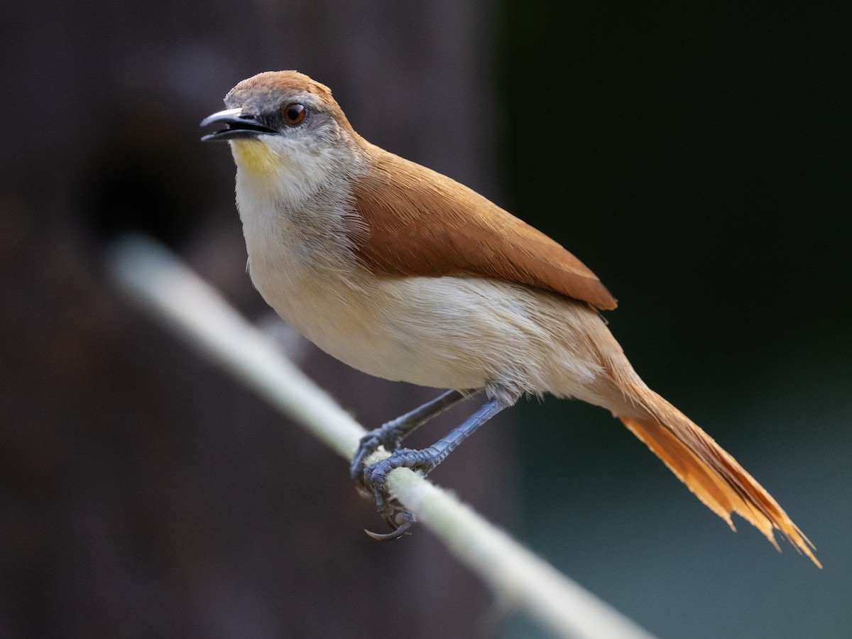 Yellow-chinned Spinetail - ML616839379