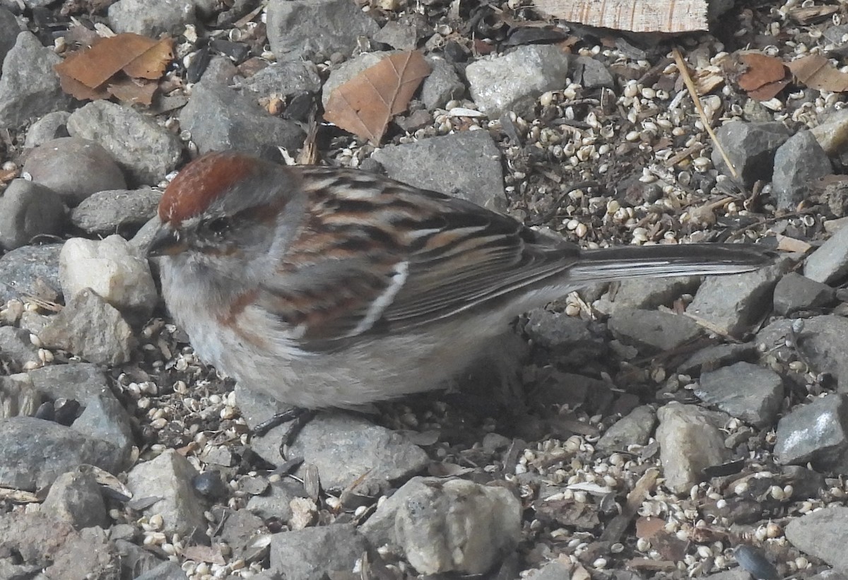 American Tree Sparrow - Susanne Meidel