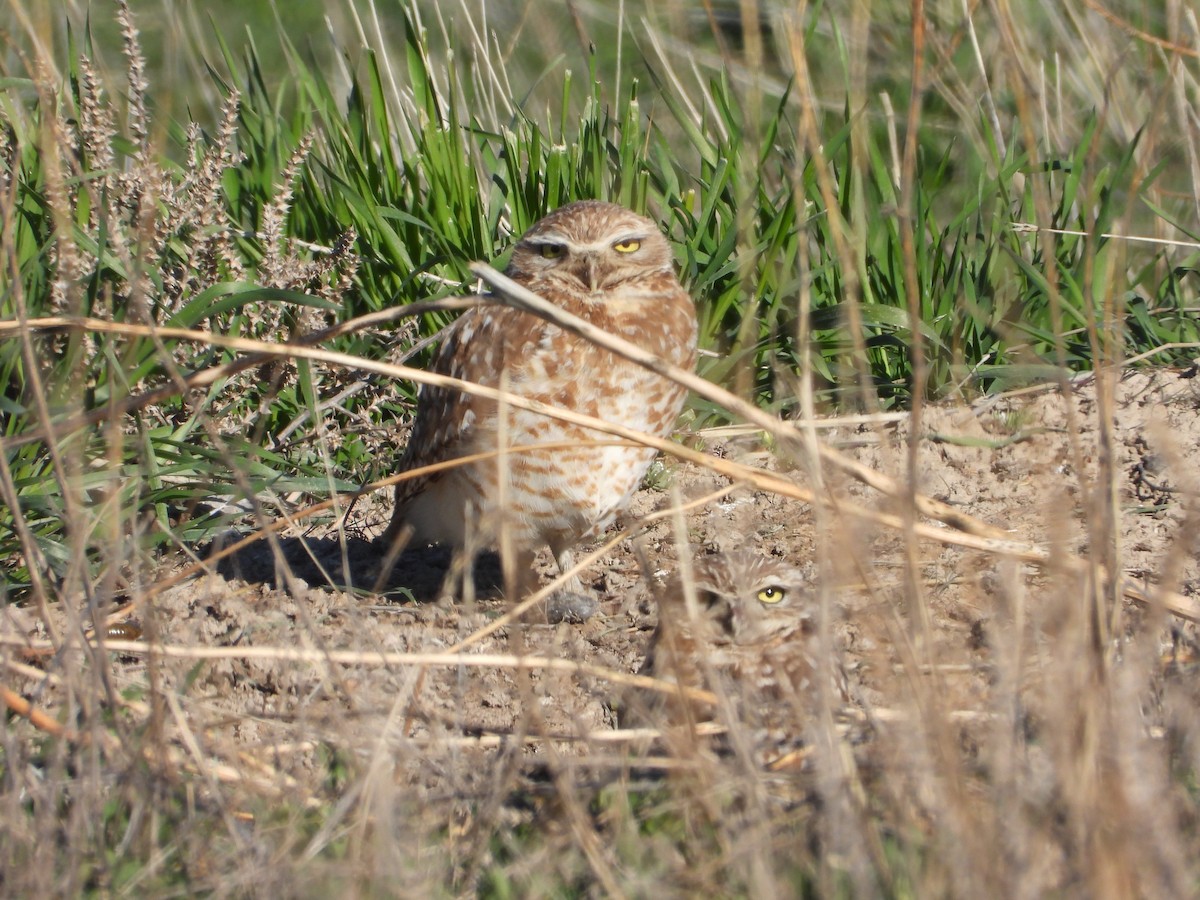 Burrowing Owl - ML616839388