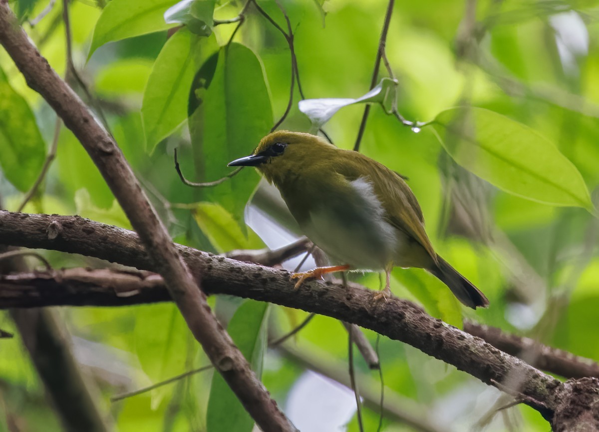 Dark-eyed White-eye - ML616839426