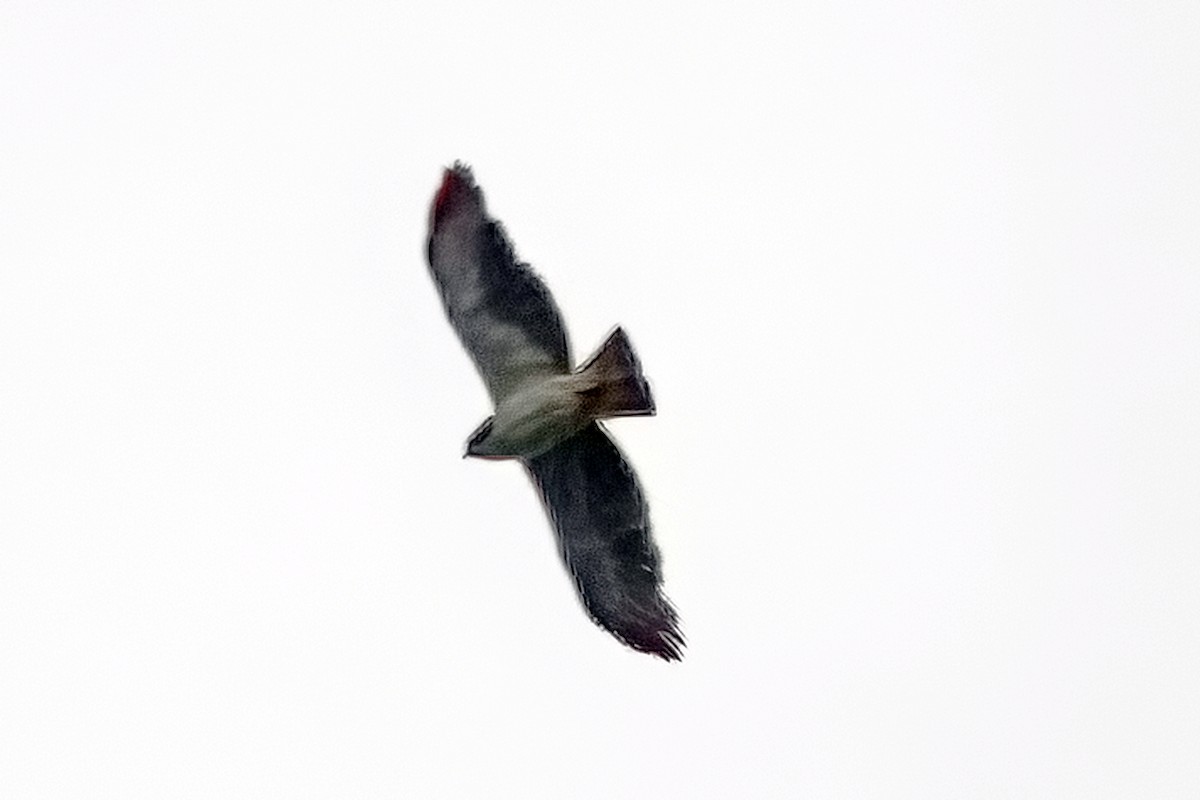 Short-tailed Hawk - Thomas Burns