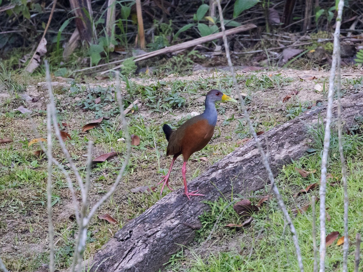 Gray-cowled Wood-Rail - David and Judy Smith