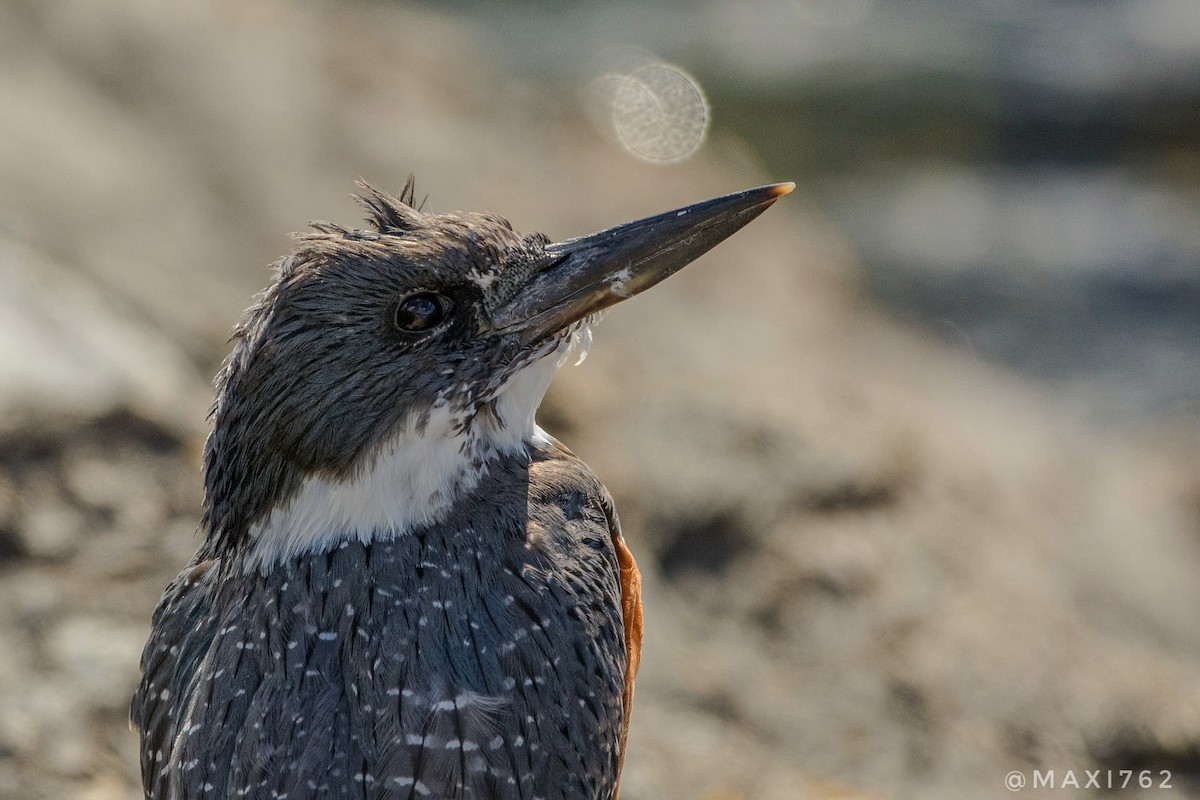 Ringed Kingfisher - ML616839609