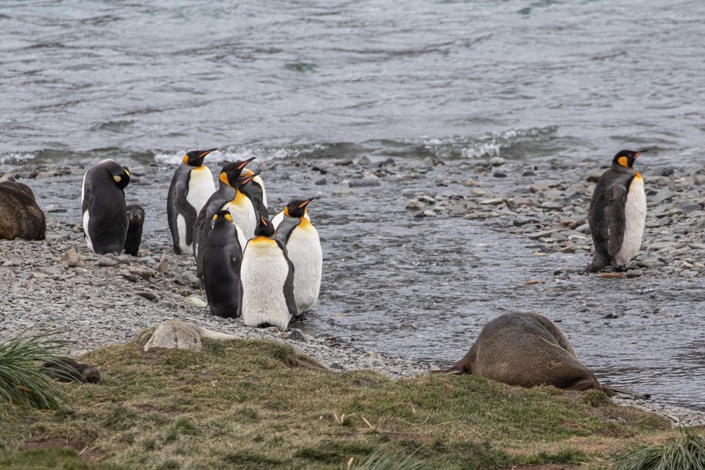 King Penguin - ML616839620