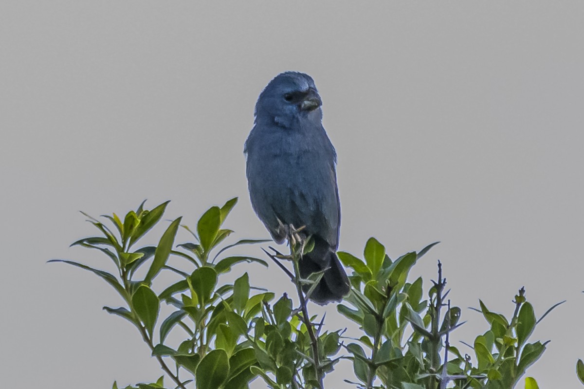 Glaucous-blue Grosbeak - Amed Hernández