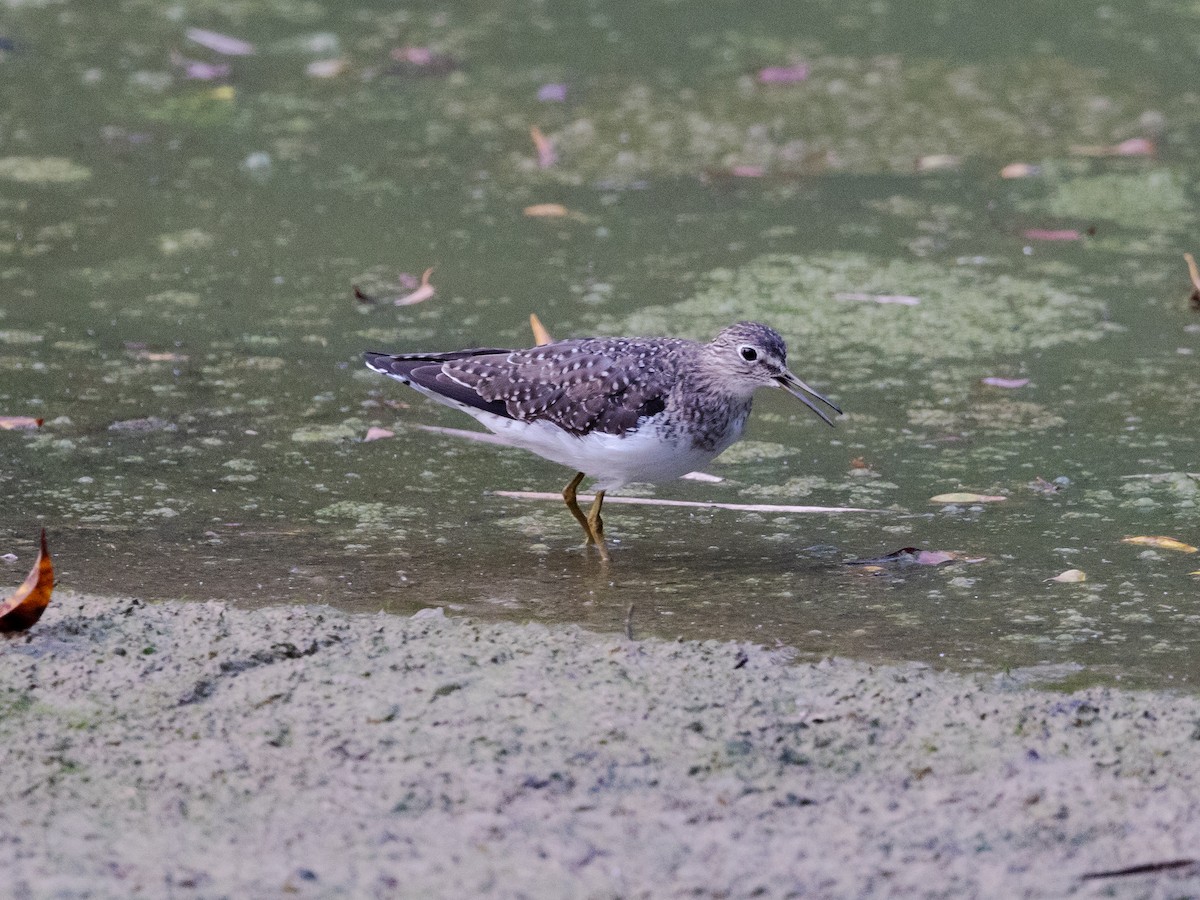 Solitary Sandpiper - David and Judy Smith