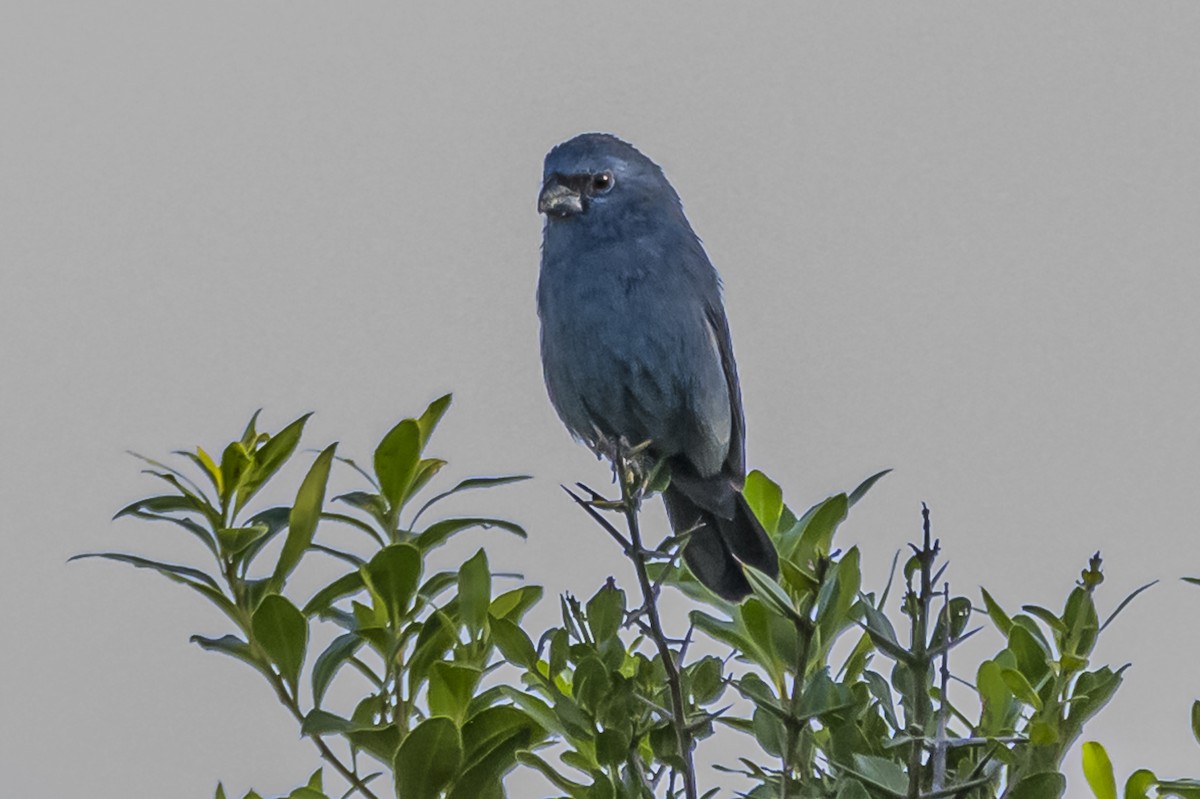 Glaucous-blue Grosbeak - Amed Hernández