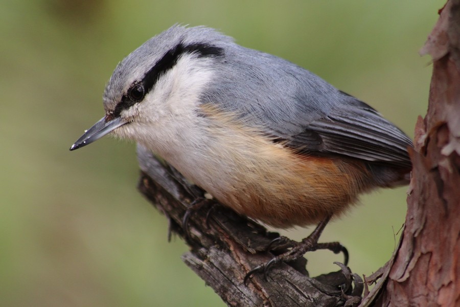 Eurasian Nuthatch (Buff-bellied) - ML616839631