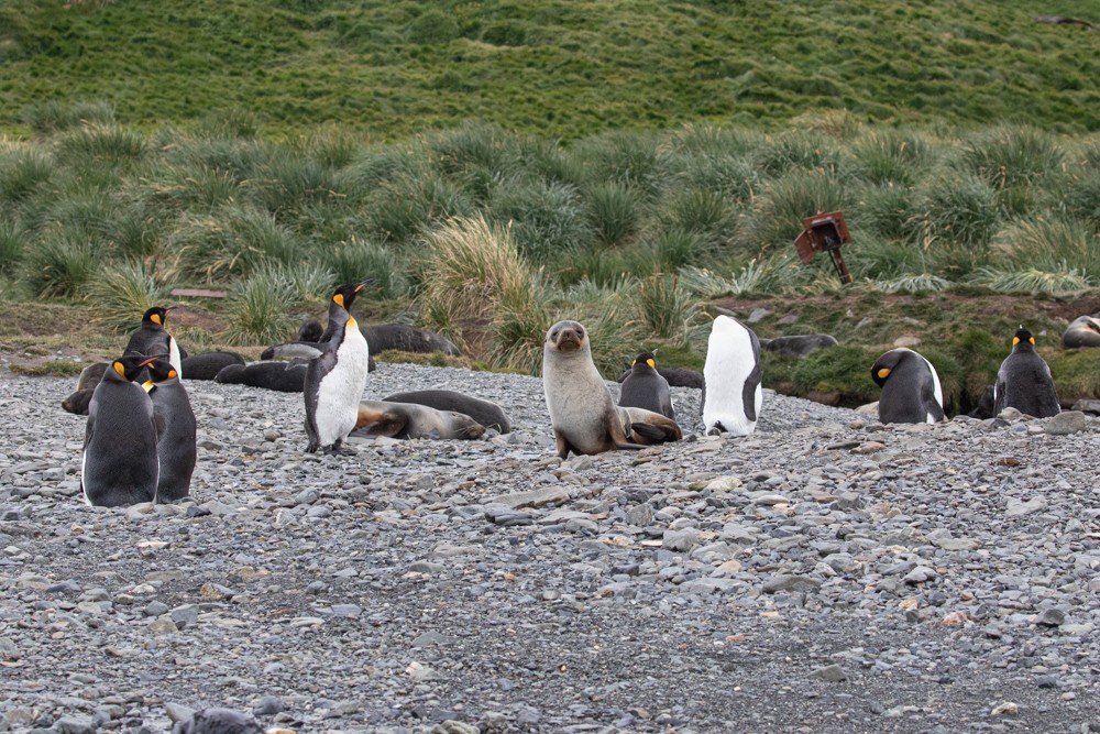 tučňák patagonský - ML616839633