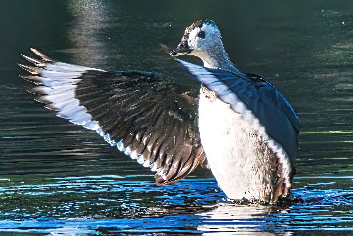 Cotton Pygmy-Goose - ML616839676