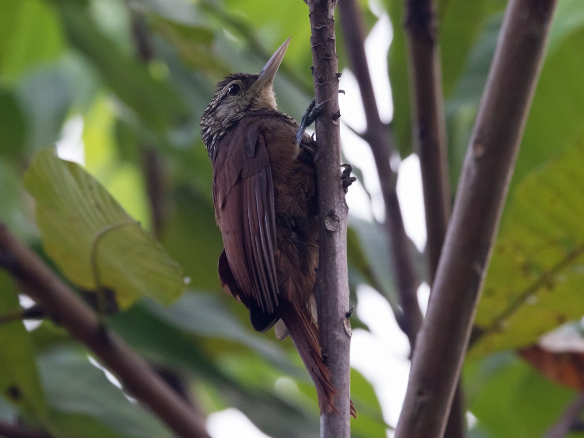 Straight-billed Woodcreeper - David and Judy Smith