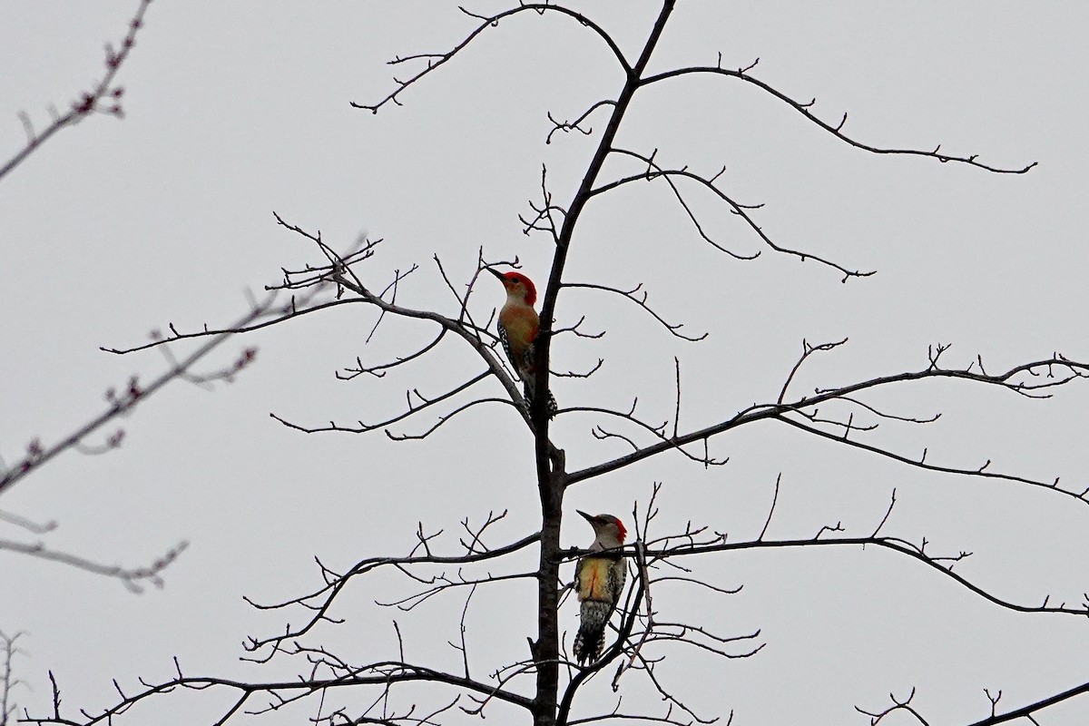 Red-bellied Woodpecker - ML616839696