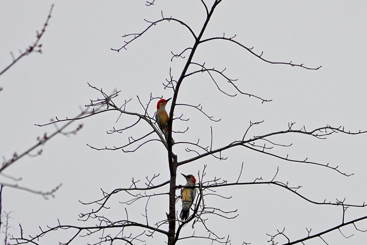 Red-bellied Woodpecker - ML616839715