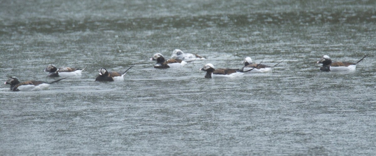 Long-tailed Duck - ML616839746