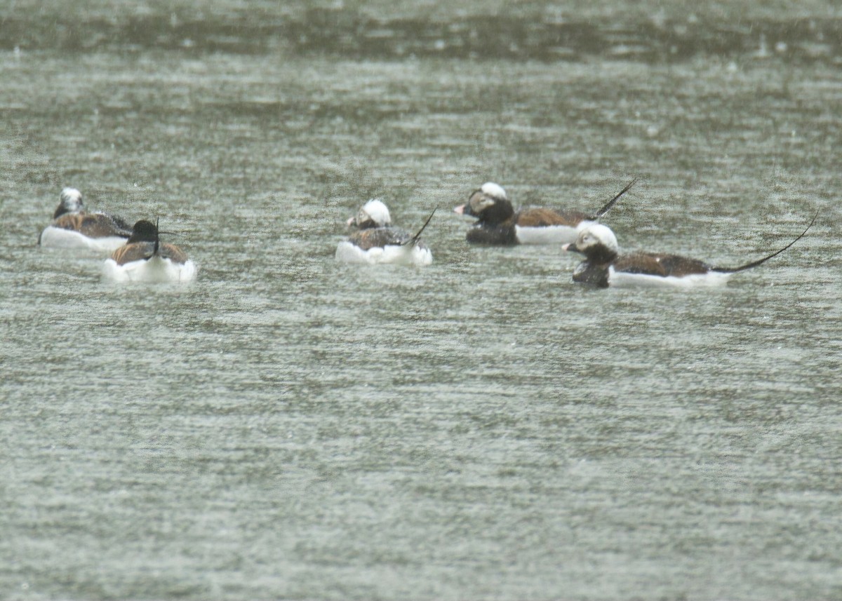 Long-tailed Duck - ML616839753