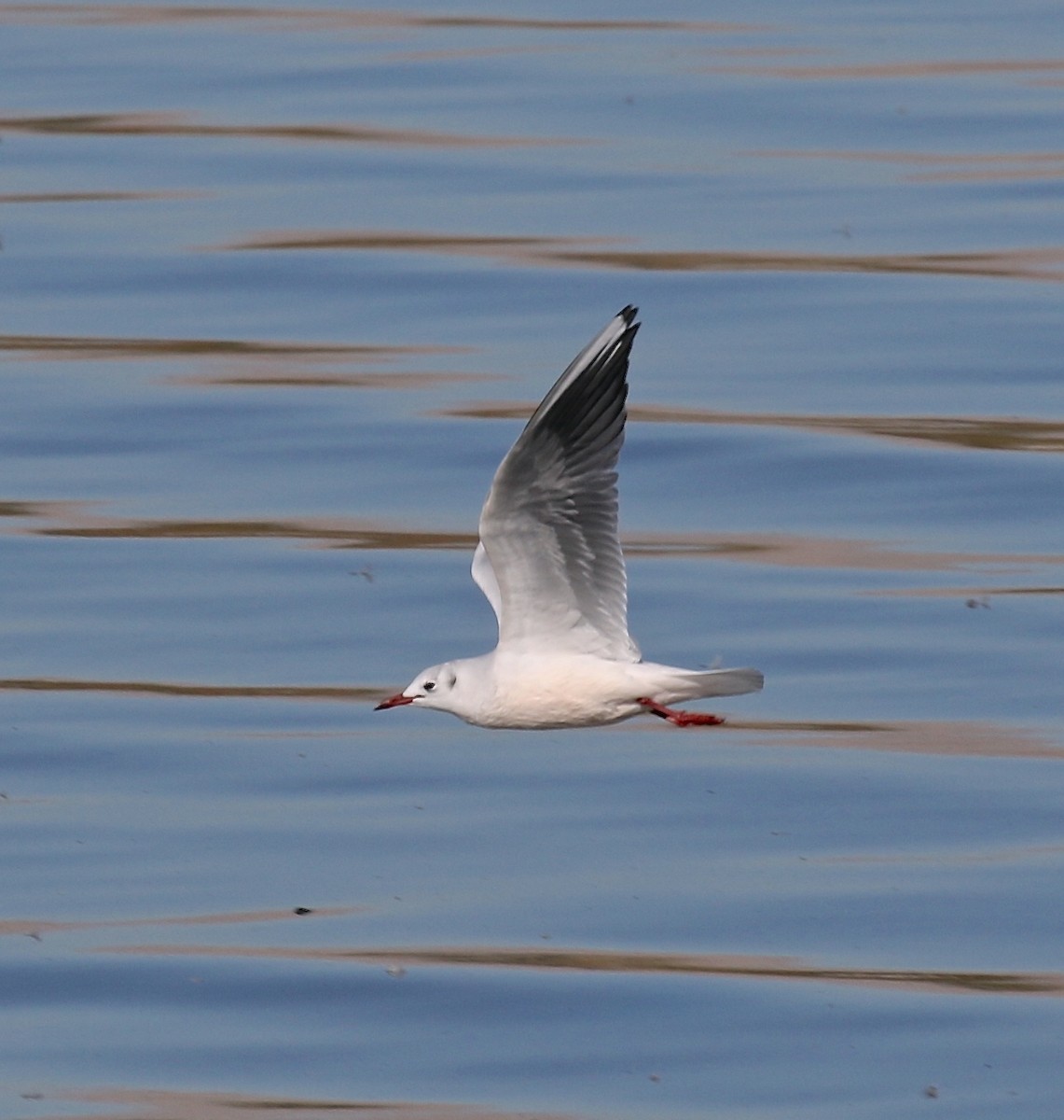 Mouette rieuse - ML616839758