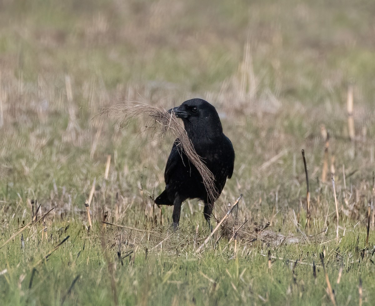 American Crow - ML616839767