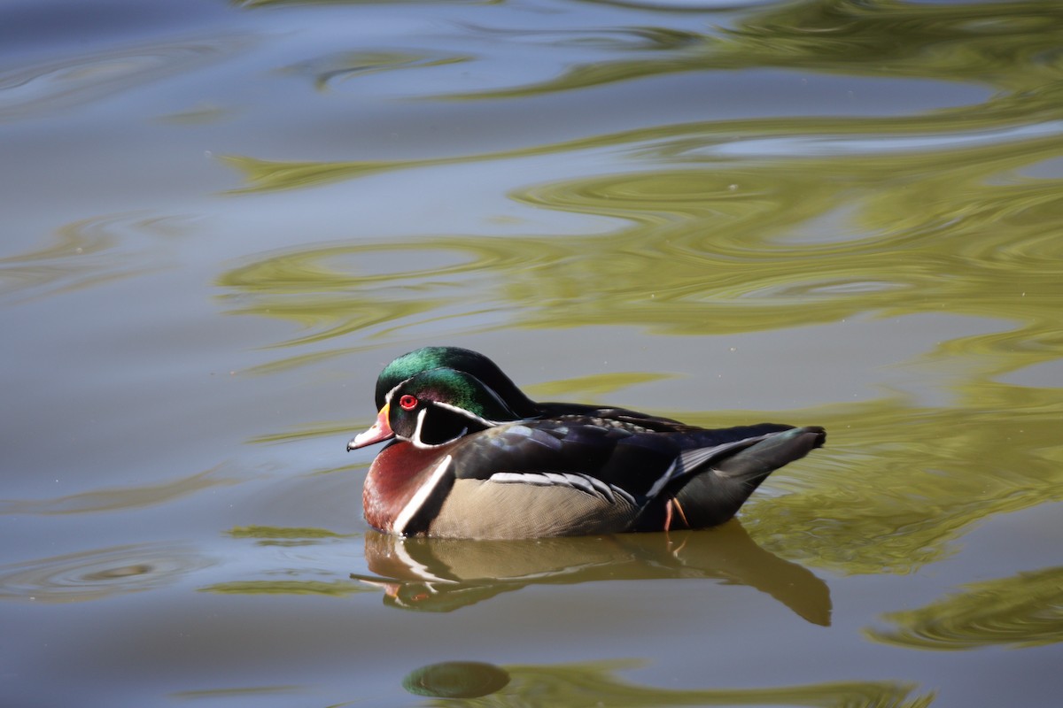 Wood Duck - ML616839794