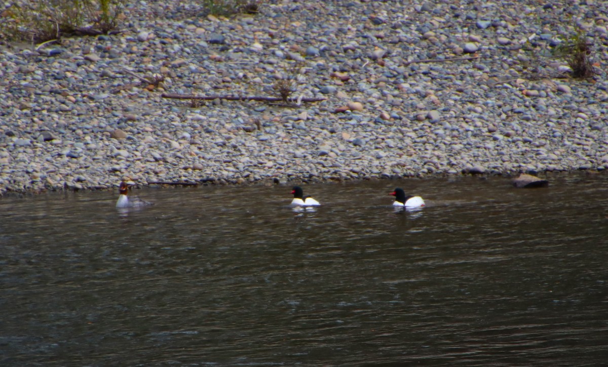 Common Merganser - Dianne Murray