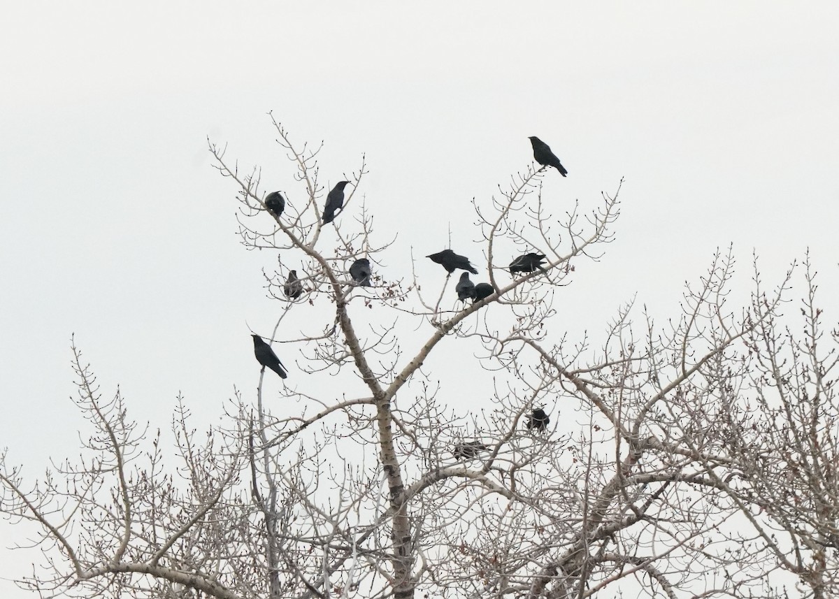 American Crow - ML616839925