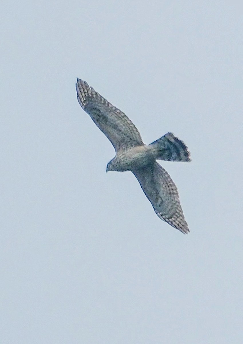 Eurasian Goshawk - ML616839955