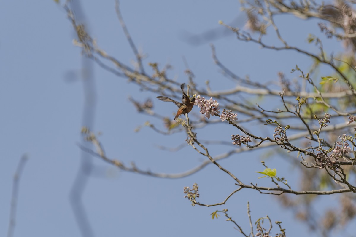 kolibřík ryšavý - ML616839960