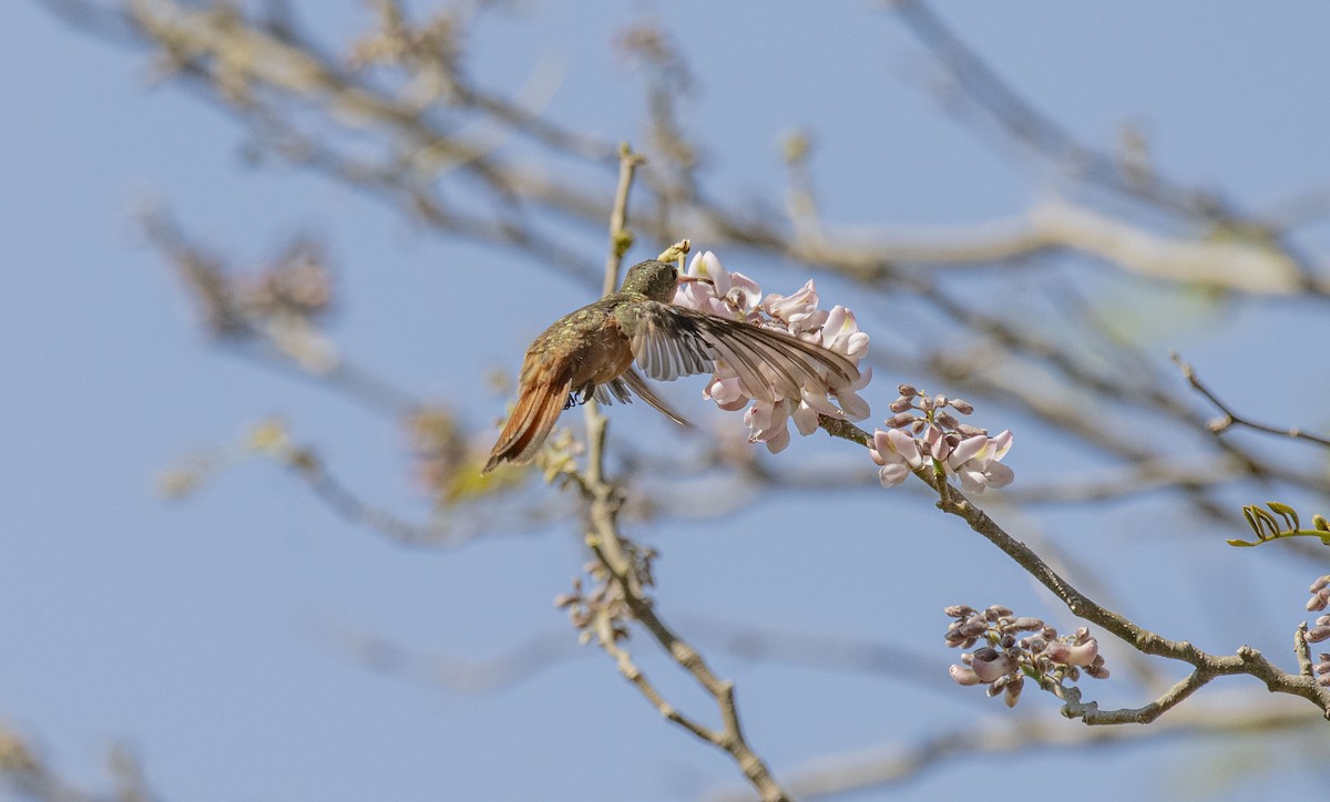 kolibřík ryšavý - ML616839965